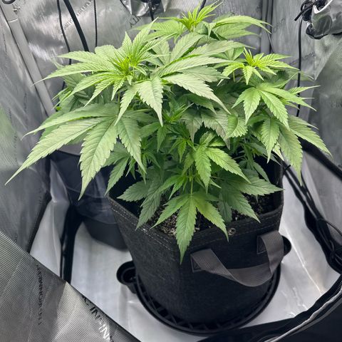 Purple Haze growlog timeline photo