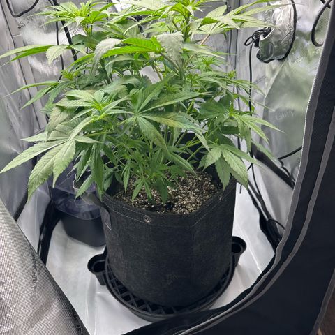 Purple Haze growlog timeline photo