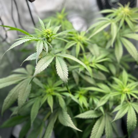 Purple Haze growlog timeline photo