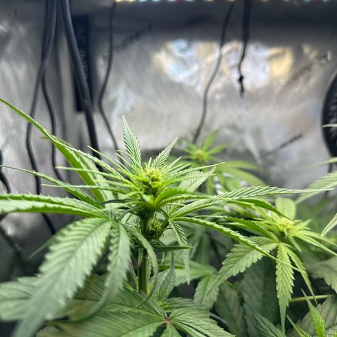 Purple Haze growlog timeline photo