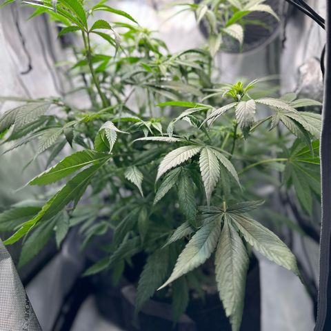 Purple Haze growlog timeline photo