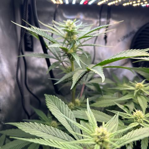 Purple Haze growlog timeline photo