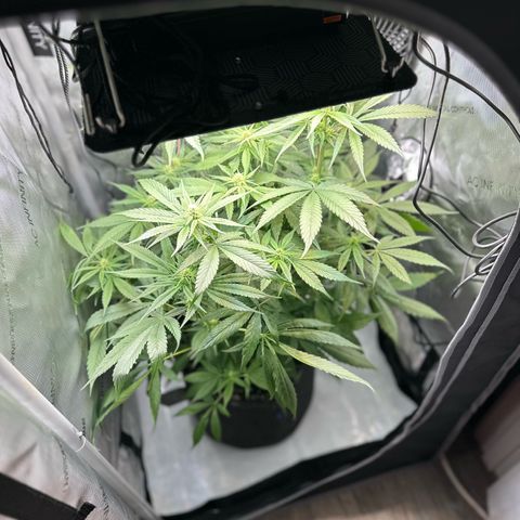 Purple Haze growlog timeline photo