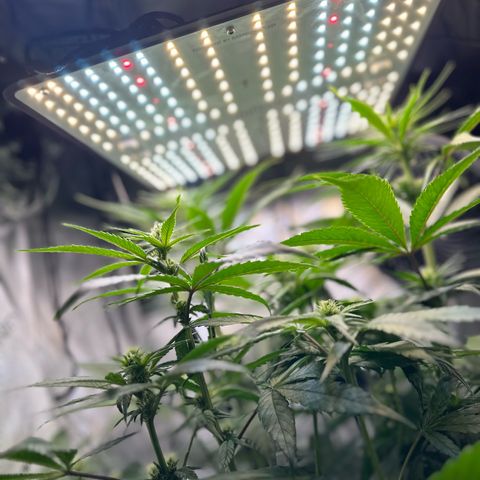 Purple Haze growlog timeline photo
