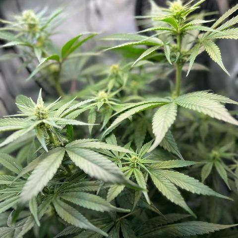 Purple Haze growlog timeline photo