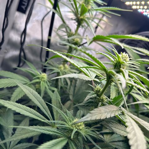 Purple Haze growlog timeline photo