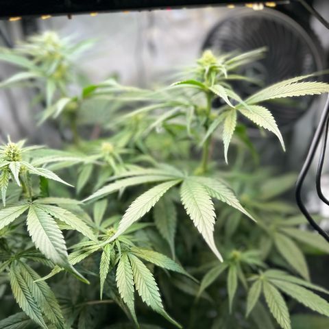Purple Haze growlog timeline photo