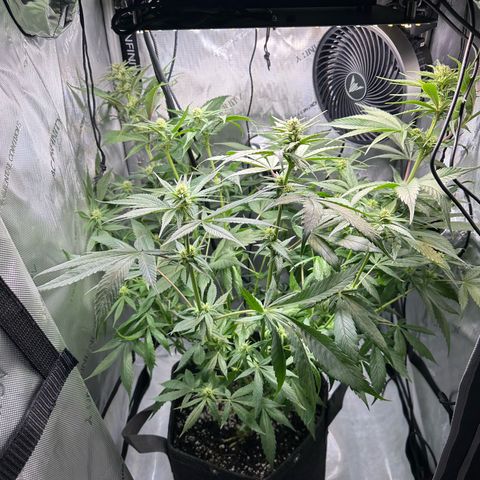 Purple Haze growlog photo: She was too close to the light again and the leaves started yellowing a bit. So I did a bit of Low Stress Training before I fed her. 
