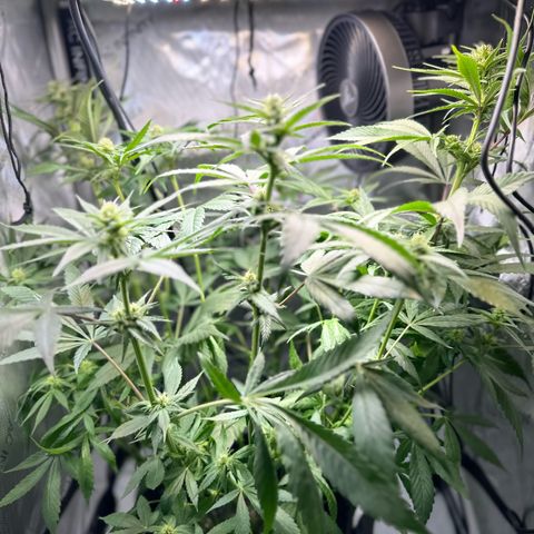 Purple Haze growlog photo: She was too close to the light again and the leaves started yellowing a bit. So I did a bit of Low Stress Training before I fed her. 