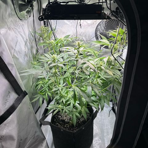 Purple Haze growlog photo: She was too close to the light again and the leaves started yellowing a bit. So I did a bit of Low Stress Training before I fed her. 