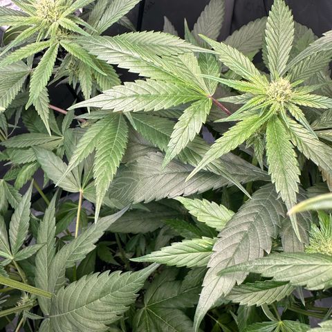 Purple Haze growlog photo: She was too close to the light again and the leaves started yellowing a bit. So I did a bit of Low Stress Training before I fed her. 