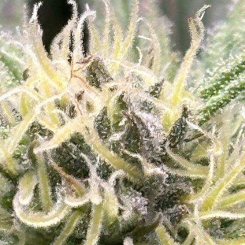 Purple Haze growlog timeline photo