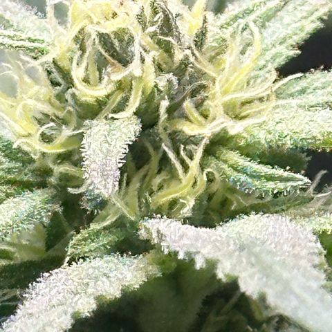 Purple Haze growlog timeline photo