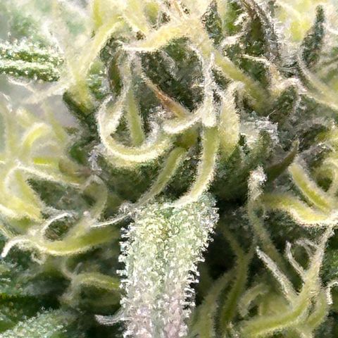 Purple Haze growlog timeline photo