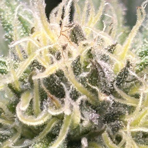 Purple Haze growlog timeline photo