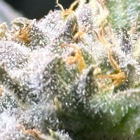Purple Haze growlog photo: Looking healthy and smelling wonderful! Should be ready in 2 weeks! No more feeding. I will be only flushing til harvest!