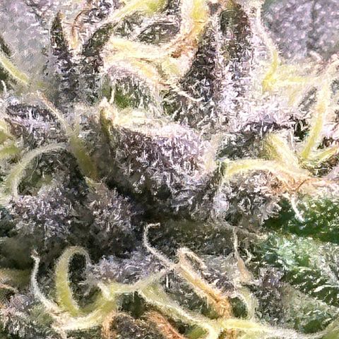Purple Haze growlog photo: Looking healthy and smelling wonderful! Should be ready in 2 weeks! No more feeding. I will be only flushing til harvest!