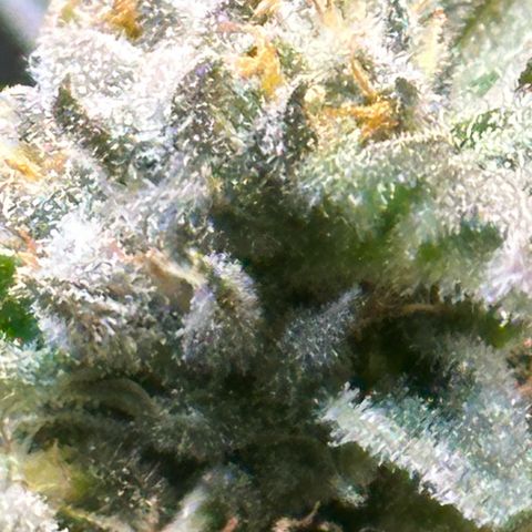 Purple Haze growlog photo: Looking healthy and smelling wonderful! Should be ready in 2 weeks! No more feeding. I will be only flushing til harvest!