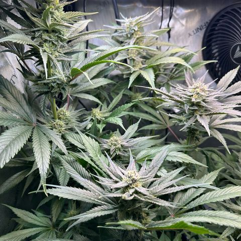 Purple Haze growlog photo: Looking healthy and smelling wonderful! Should be ready in 2 weeks! No more feeding. I will be only flushing til harvest!