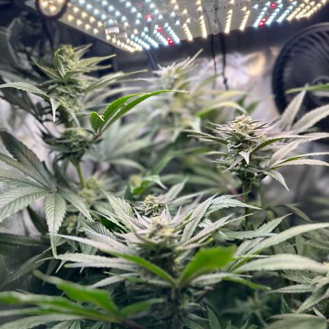 Purple Haze growlog photo: Looking healthy and smelling wonderful! Should be ready in 2 weeks! No more feeding. I will be only flushing til harvest!