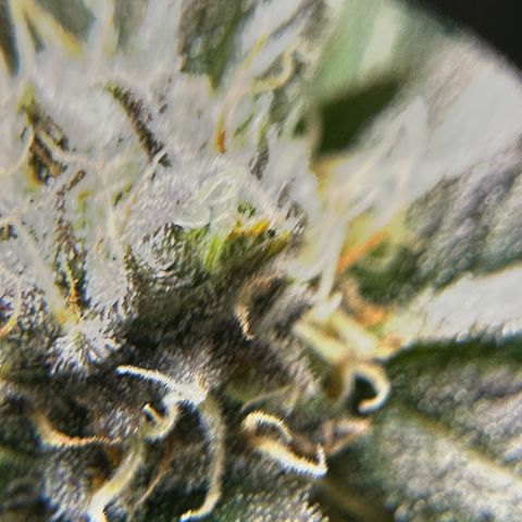 Purple Haze growlog timeline photo
