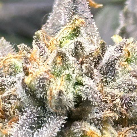 Purple Haze growlog timeline photo