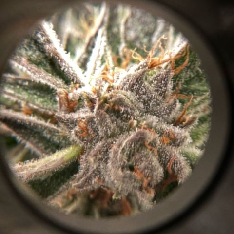 Purple Haze growlog photo: Looking very nice! I’d give it about a few more days until I’m ready to chop