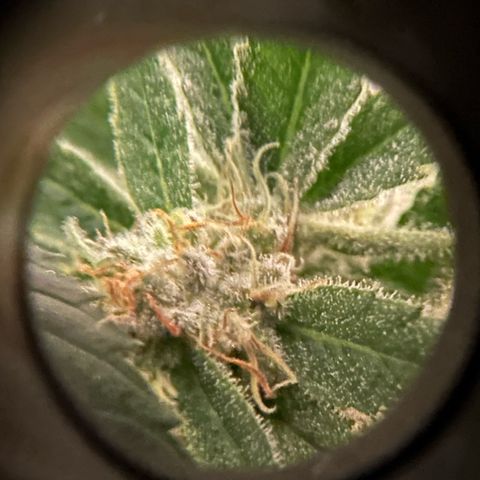 Purple Haze growlog photo: Looking very nice! I’d give it about a few more days until I’m ready to chop