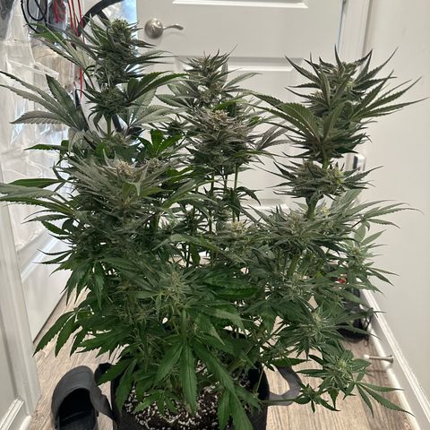 Purple Haze growlog photo: Looking very nice! I’d give it about a few more days until I’m ready to chop