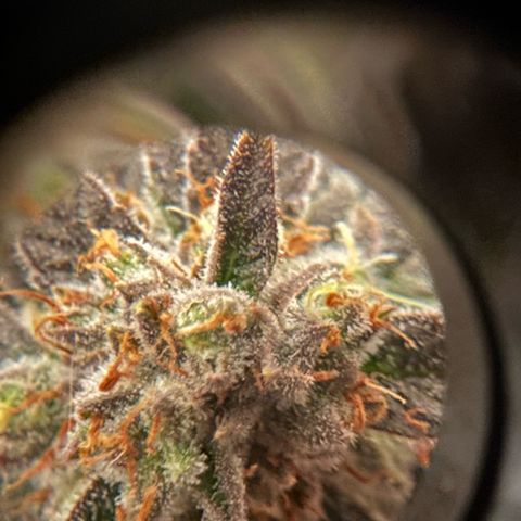 Purple Haze growlog photo: Looking very nice! I’d give it about a few more days until I’m ready to chop