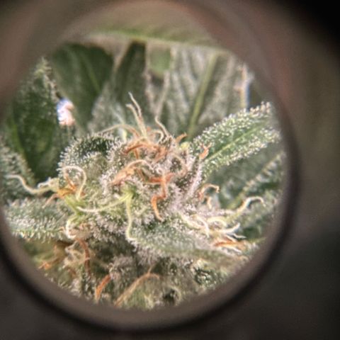 Purple Haze growlog photo: Looking very nice! I’d give it about a few more days until I’m ready to chop