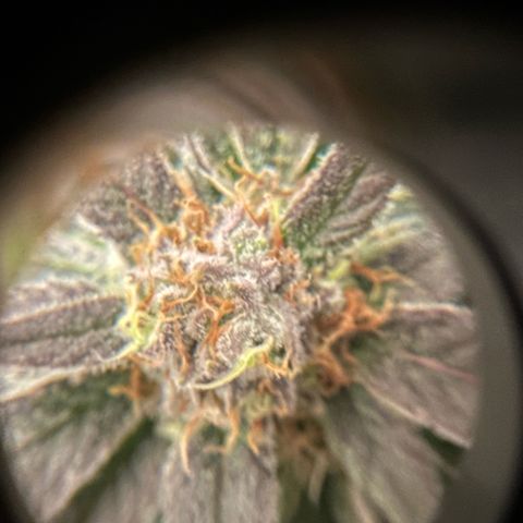 Purple Haze growlog photo: Looking very nice! I’d give it about a few more days until I’m ready to chop