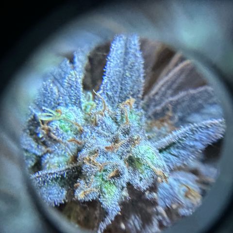 Purple Haze growlog timeline photo