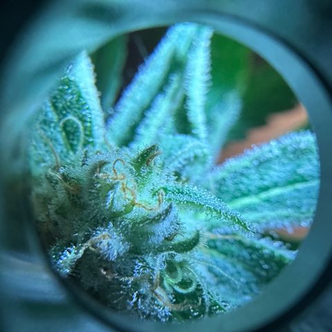 Purple Haze growlog timeline photo