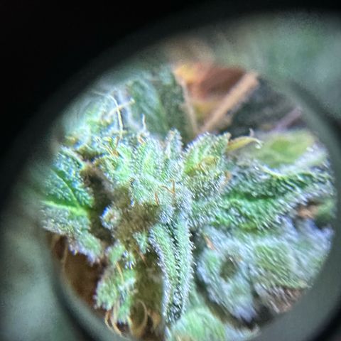 Purple Haze growlog timeline photo