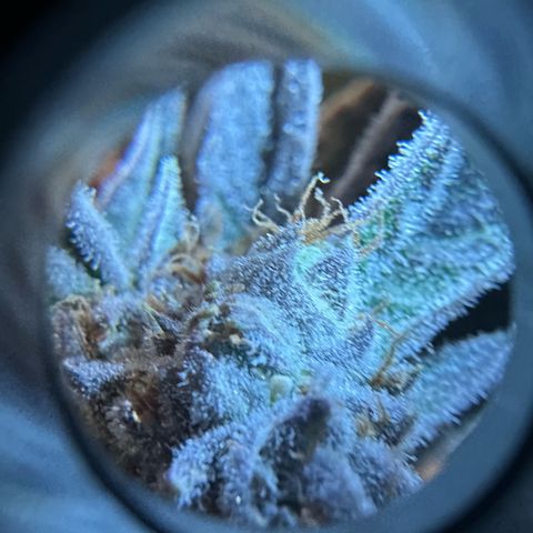 Purple Haze growlog timeline photo