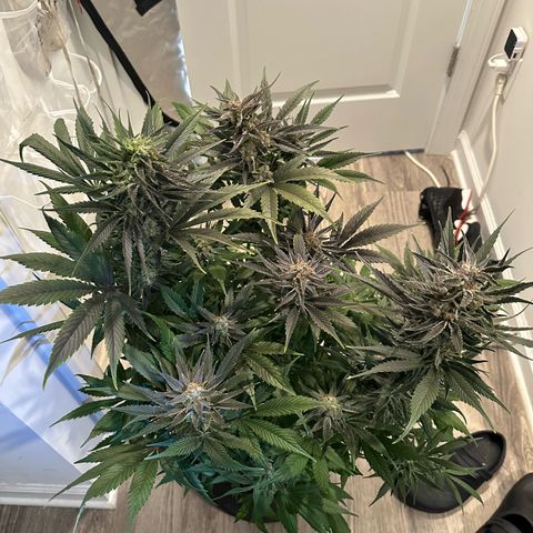 Purple Haze growlog timeline photo