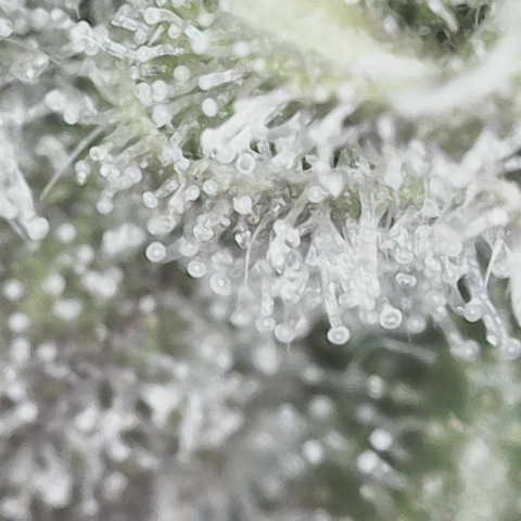 Purple Haze growlog photo: Jeweler’s loupe wasn’t doing what I wanted so I bought a microscope that connects to my phone and this is so much better!