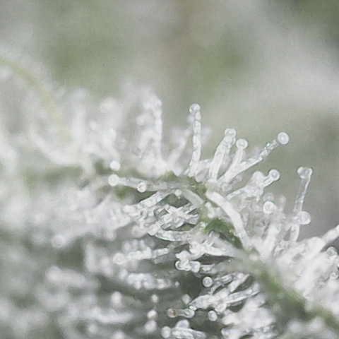 Purple Haze growlog photo: Jeweler’s loupe wasn’t doing what I wanted so I bought a microscope that connects to my phone and this is so much better!