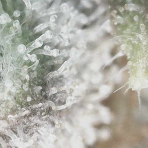 Purple Haze growlog photo: Trichomes making good progress but not quite where I want it yet. I’m thinking one more week and she should be ready. 
