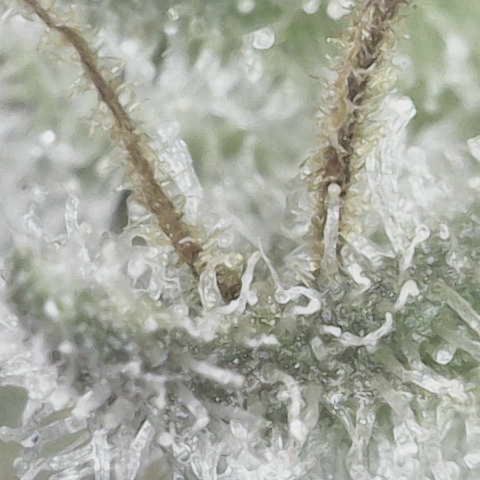Purple Haze growlog photo: Trichomes making good progress but not quite where I want it yet. I’m thinking one more week and she should be ready. 