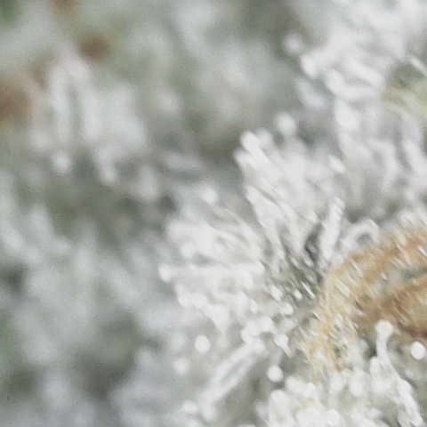 Purple Haze growlog photo: Trichomes making good progress but not quite where I want it yet. I’m thinking one more week and she should be ready. 