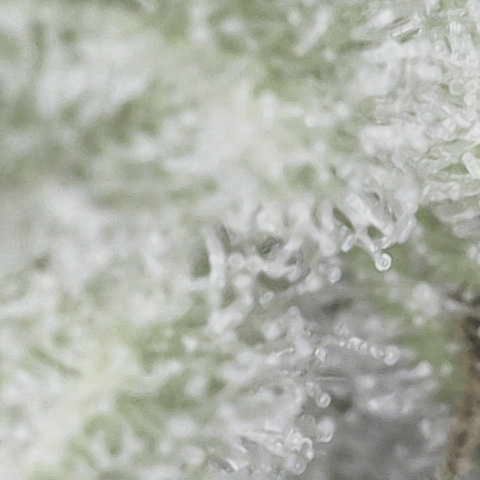 Purple Haze growlog photo: Trichomes making good progress but not quite where I want it yet. I’m thinking one more week and she should be ready. 