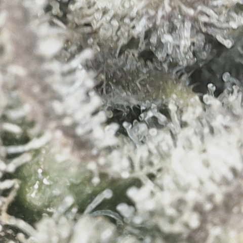 Purple Haze growlog photo: Trichomes making good progress but not quite where I want it yet. I’m thinking one more week and she should be ready. 