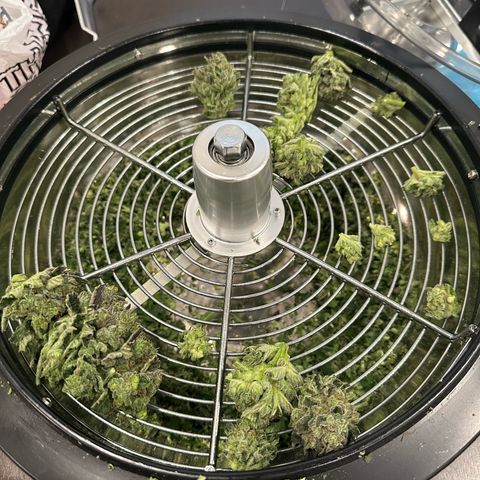 Purple Haze growlog timeline photo