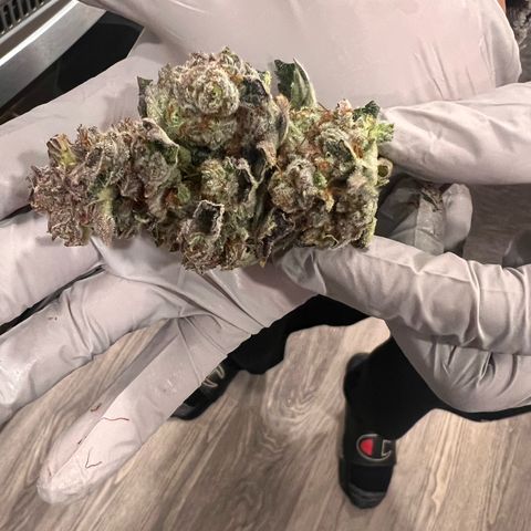 Purple Haze growlog timeline photo