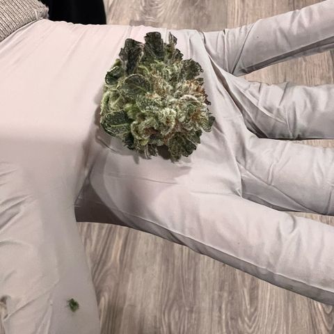 Purple Haze growlog timeline photo