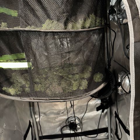 Purple Haze growlog timeline photo