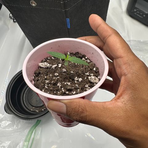 Purple Gelato growlog timeline photo