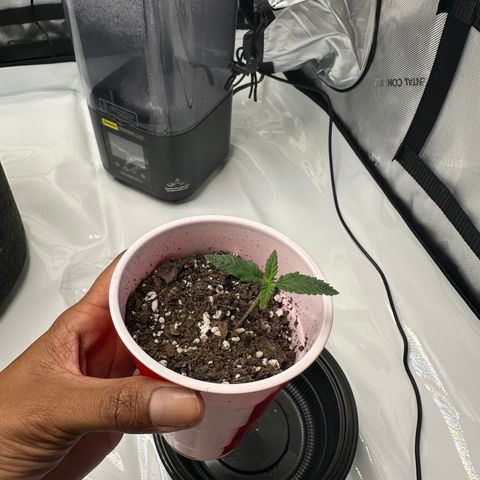 Wedding Cake growlog timeline photo